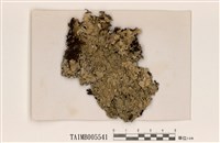 藏品(皺梅衣)的圖片